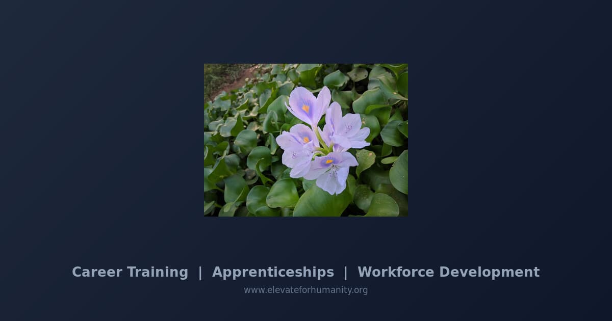 Information Technology training program